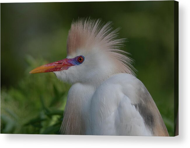 Cattle Acrylic Print featuring the photograph Cattle Egret #3 by Carolyn Hutchins