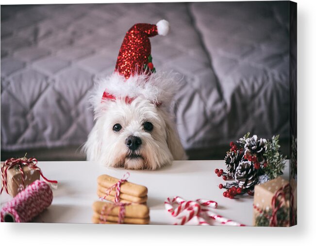 Domestic Animals Acrylic Print featuring the photograph Christmas for Pets #2 by Emilija Manevska