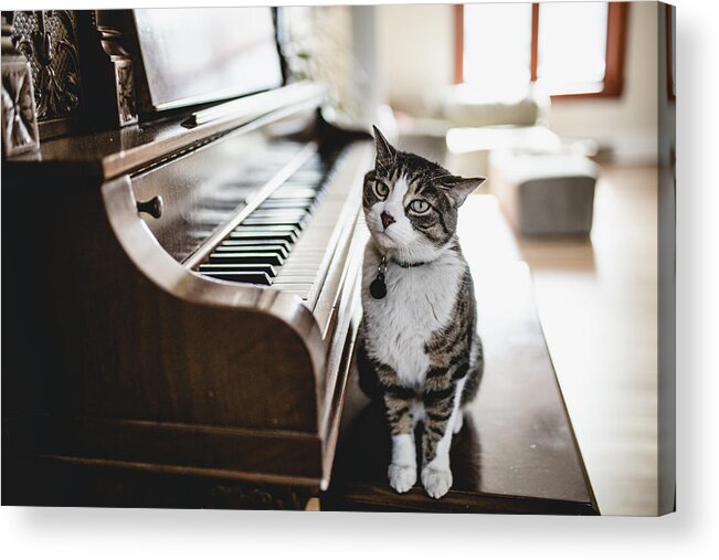 Pets Acrylic Print featuring the photograph Domestic cat playing piano #2 by Linda Raymond