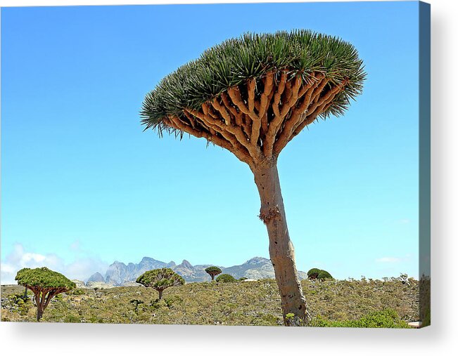  Acrylic Print featuring the photograph Yemen 249 by Eric Pengelly