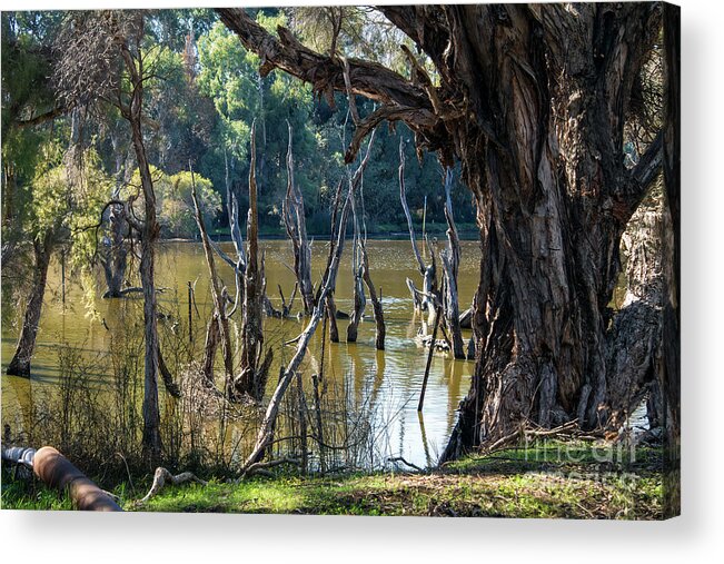 Trees Acrylic Print featuring the photograph Eric Singleton Bird Sanctuary, Bayswater, Western Australia #2 by Elaine Teague