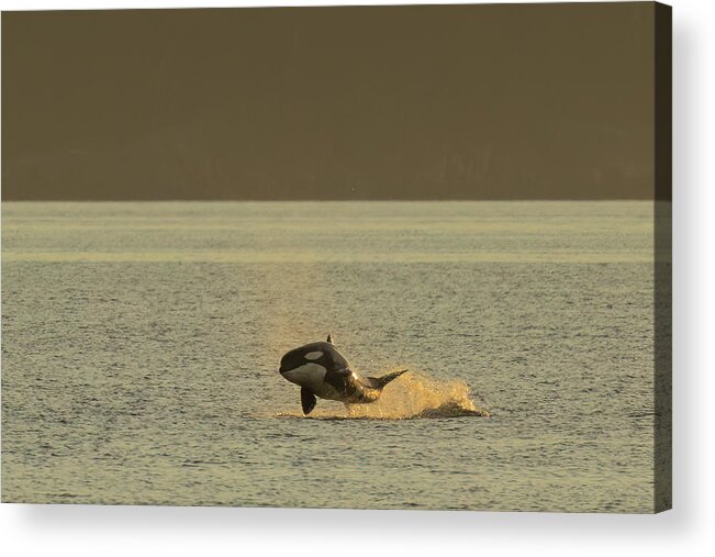 Breaching Acrylic Print featuring the photograph Flying Orca #2 by Michelle Pennell