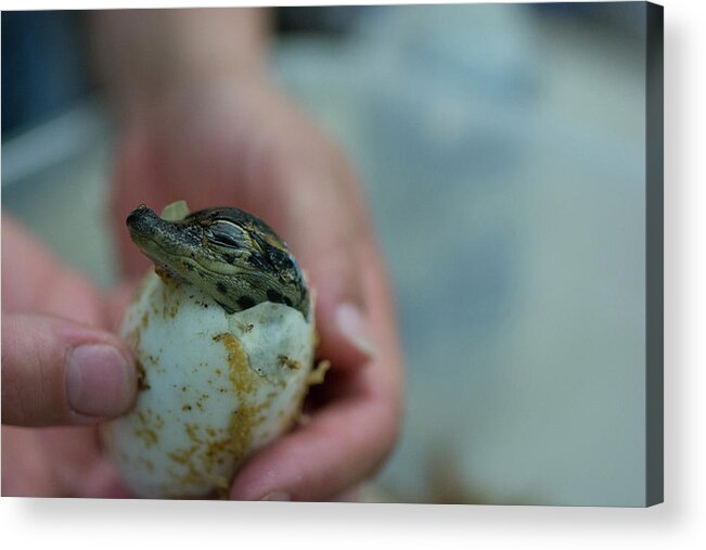 Hatchling Acrylic Print featuring the photograph Hatchling Alligator #1 by Carolyn Hutchins