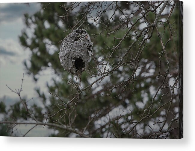Hive Acrylic Print featuring the photograph Hive #1 by George Pennington