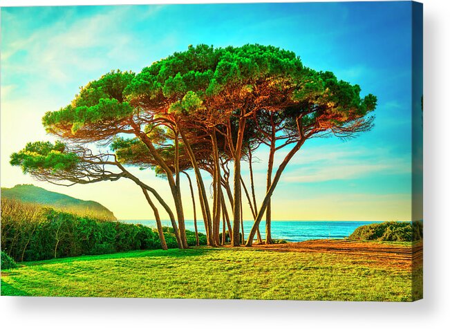 Baratti Acrylic Print featuring the photograph Maritime Pine tree group near sea and beach. Baratti, Tuscany. by Stefano Orazzini