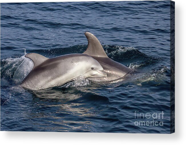 Bottlenose Dolphin Acrylic Print featuring the photograph Mom and Baby Bottlenose Dolphin #3 by Loriannah Hespe