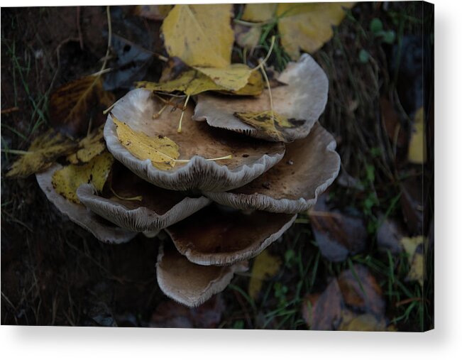 Europe Acrylic Print featuring the photograph Mushrooms #2 by Eleni Kouri