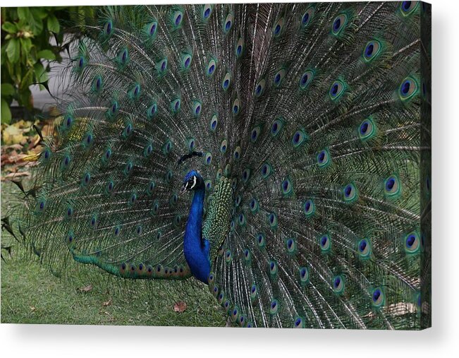 Indian Peafowl Acrylic Print featuring the photograph Peacock Fanning Tail by Mingming Jiang