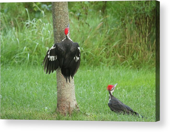 Pileated Woodpecker Acrylic Print featuring the photograph Pileated Woodpecker 2 #2 by Brook Burling