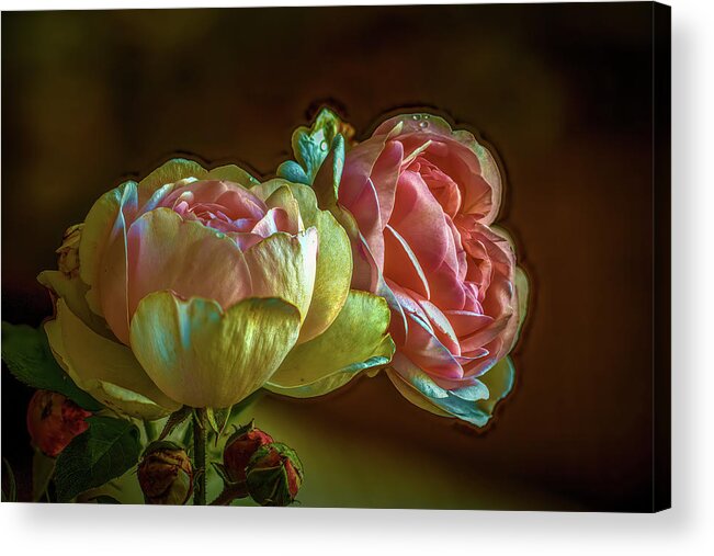 2 Pink Roses Acrylic Print featuring the photograph 2 Pink Roses #j0 by Leif Sohlman