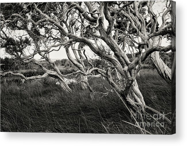 Black And White Acrylic Print featuring the photograph Prawn Rock channel, Denmark, Western Australia 4 by Elaine Teague