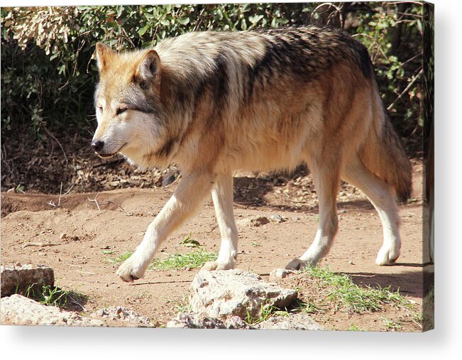 Wolf Acrylic Print featuring the photograph Rare Mexican Gray Wolf #2 by Michael Peak