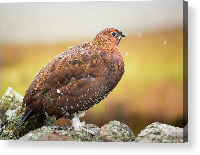 Animal Acrylic Print featuring the photograph Red Grouse on a dry stone wall in the rain #2 by Anita Nicholson