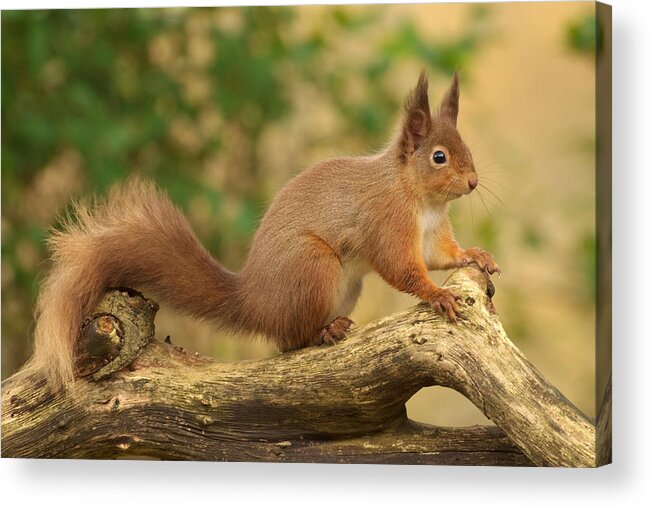 Red Squirrel Acrylic Print featuring the photograph Red Squirrel #2 by Gavin MacRae