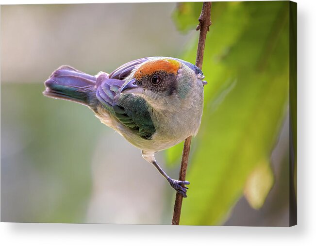 Colombia Acrylic Print featuring the photograph Scrub Tanager Entreaguas Ibague Tolima Colombia #2 by Adam Rainoff