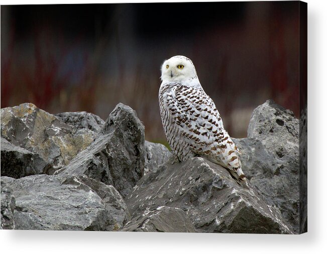 Snowy Owl Acrylic Print featuring the photograph Snowy Owl #2 by Timothy McIntyre