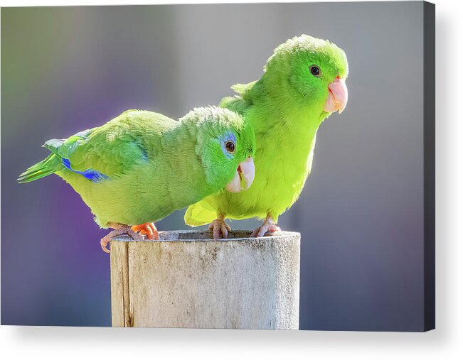 Colombia Acrylic Print featuring the photograph Spectacled Parrotlet San Javier Chucuni Ibague Tolima Colombia #2 by Adam Rainoff