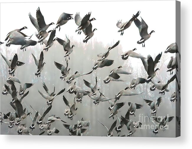 Canadian Geese Acrylic Print featuring the photograph Time to Go #2 by Scott Cameron