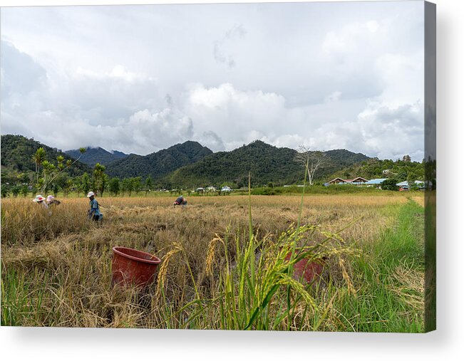 Scenics Acrylic Print featuring the photograph View of farmers at paddy field during harvest season in Bario, Sarawak - a well known place as one of the major organic rice supplier in Malaysia. #2 by Shaifulzamri