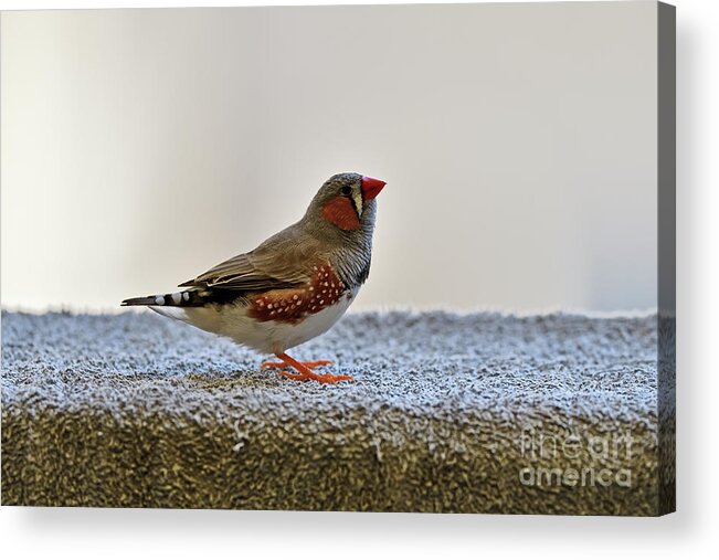 Zebra Finch Acrylic Print featuring the photograph Wild Zebra Finch #2 by Amazing Action Photo Video