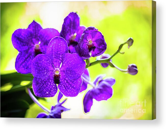 Background Acrylic Print featuring the photograph Purple Orchid Flowers #20 by Raul Rodriguez
