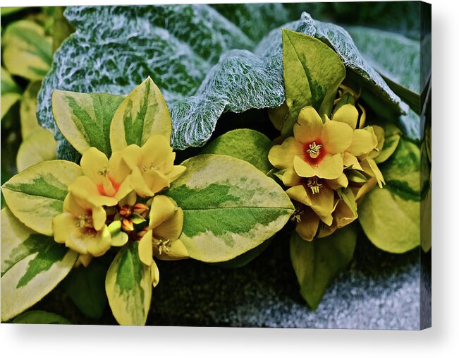 Flowers Acrylic Print featuring the photograph 2020 Mid June Garden Container 2 by Janis Senungetuk