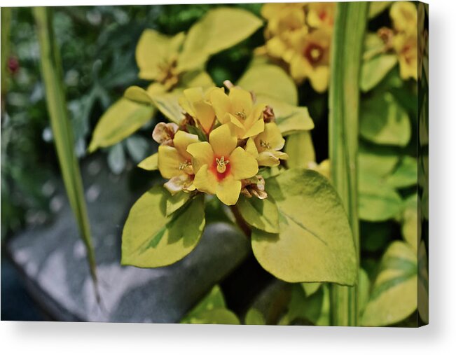 Flowers Acrylic Print featuring the photograph 2020 Mid June Garden Container 1 by Janis Senungetuk