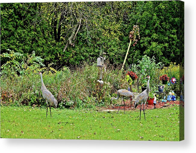 Sandhill Cranes; Backyard; Birds; Acrylic Print featuring the photograph 2021 Fall Sandhill Cranes 2 by Janis Senungetuk