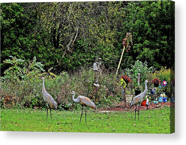 Sandhill Cranes; Backyard; Birds; Acrylic Print featuring the photograph 2021 Fall Sandhill Cranes 4 by Janis Senungetuk