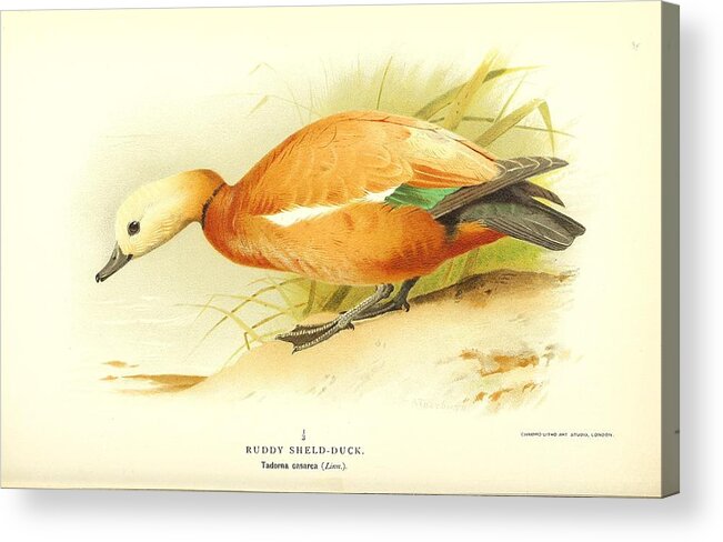 Ducks Acrylic Print featuring the mixed media Beautiful antique waterfowl #205 by World Art Collective