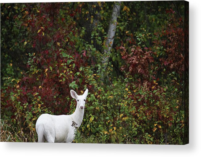 Leucistic Deer Acrylic Print featuring the photograph White Deer #24 by Brook Burling