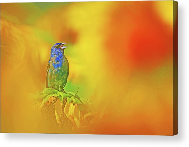 Indigo Bunting Acrylic Print featuring the photograph An Indigo Bunting Perched on a Sunflower #3 by Shixing Wen