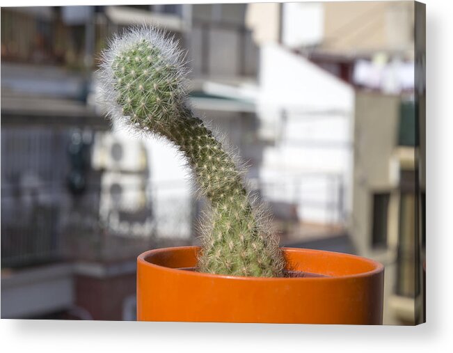 Tranquility Acrylic Print featuring the photograph Cactus with penis shape #3 by Fernando Trabanco Fotografía