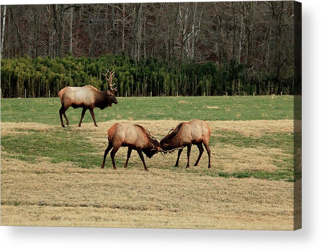 Elk Acrylic Print featuring the photograph 3 Elk by William Rainey