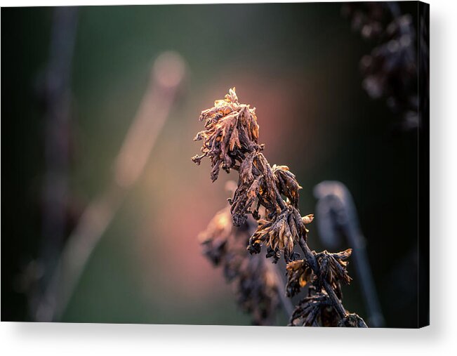 Faded Acrylic Print featuring the photograph Faded Beauty #3 by Allin Sorenson