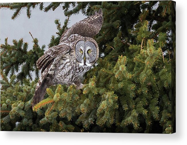 Sax Zim Bog Acrylic Print featuring the photograph Great Gray Owl #3 by Paul Schultz