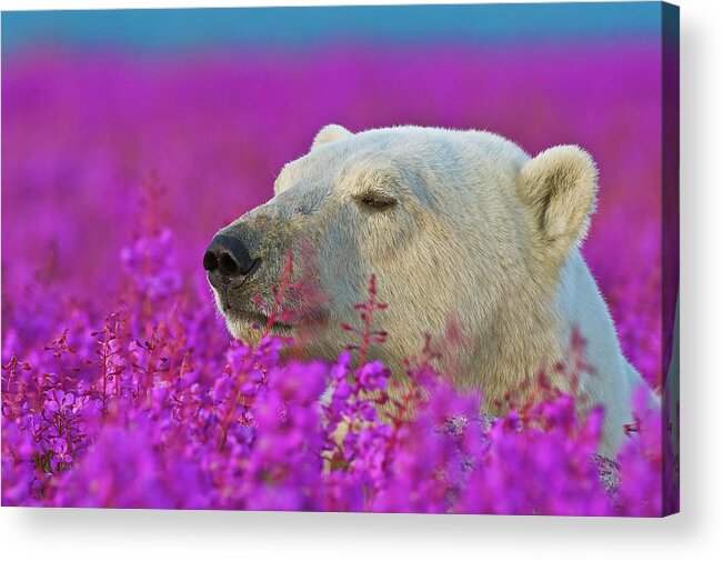 Animals Acrylic Print featuring the photograph Polar bear in tundra fireweed #3 by Dennis Fast