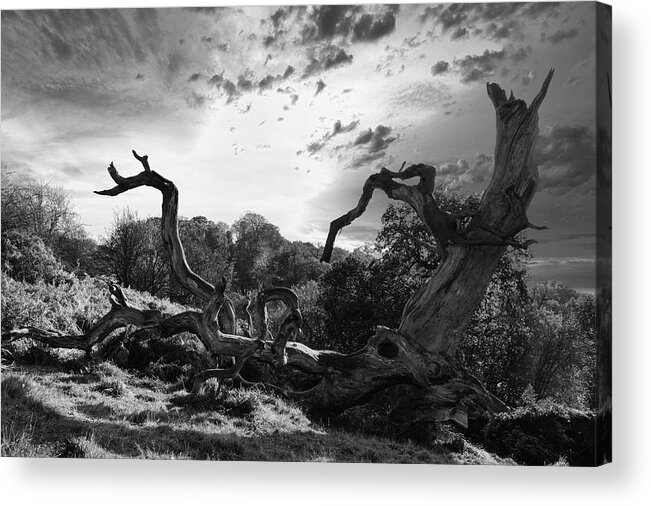 Trees Acrylic Print featuring the photograph Trees #17 by Remigiusz MARCZAK