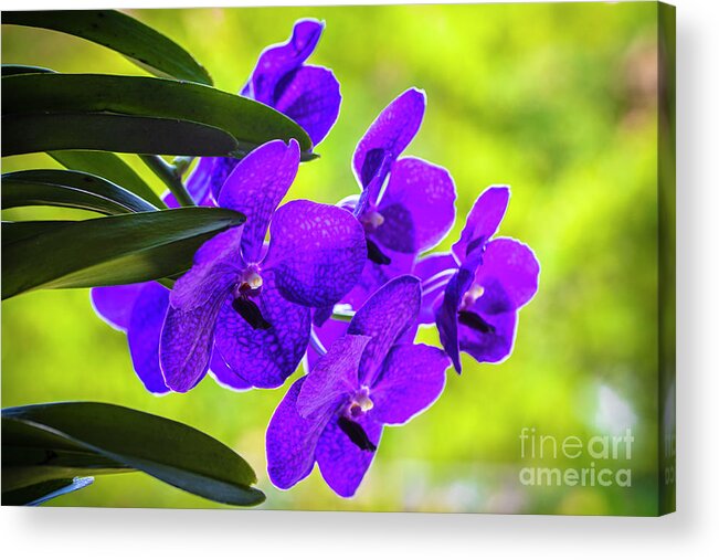 Background Acrylic Print featuring the photograph Purple Orchid Flowers #33 by Raul Rodriguez
