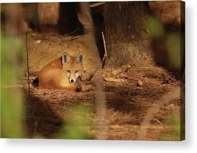 Fox Acrylic Print featuring the photograph Fox Kit #39 by Brook Burling