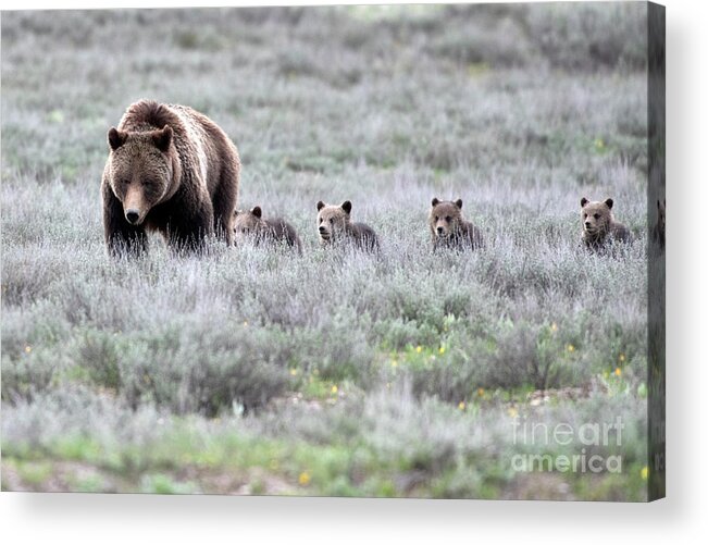 Grizzly Acrylic Print featuring the photograph 399 and her 4 Cubs by Deby Dixon