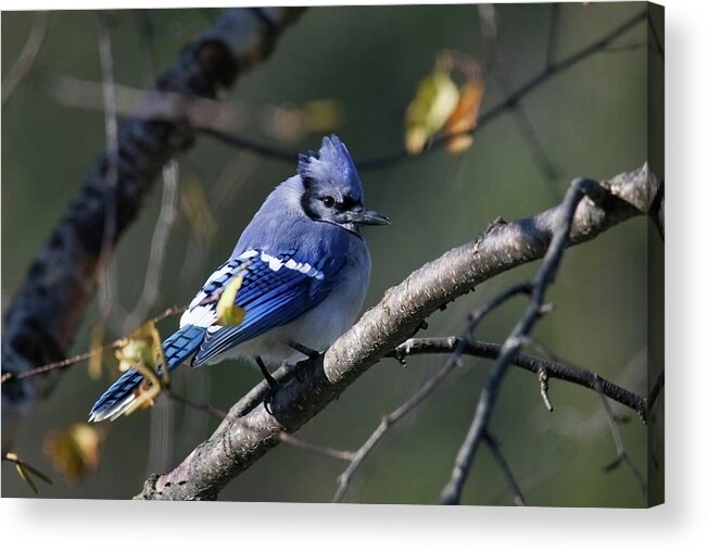 Bluejay Acrylic Print featuring the photograph Blue Jay #4 by Brook Burling