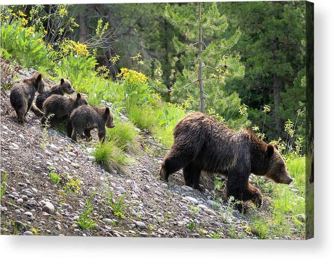 Bear Acrylic Print featuring the photograph 4 Cubs with Mama Grizzly Bear #399 by Wesley Aston