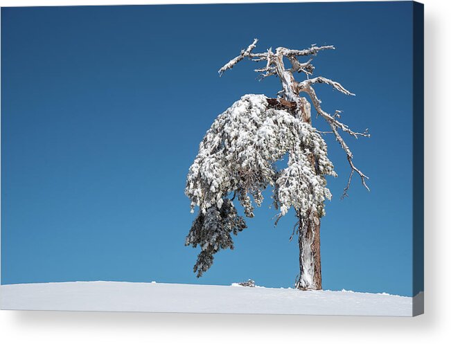Single Tree Acrylic Print featuring the photograph Winter landscape in snowy mountains. frozen snowy lonely fir trees against blue sky. by Michalakis Ppalis