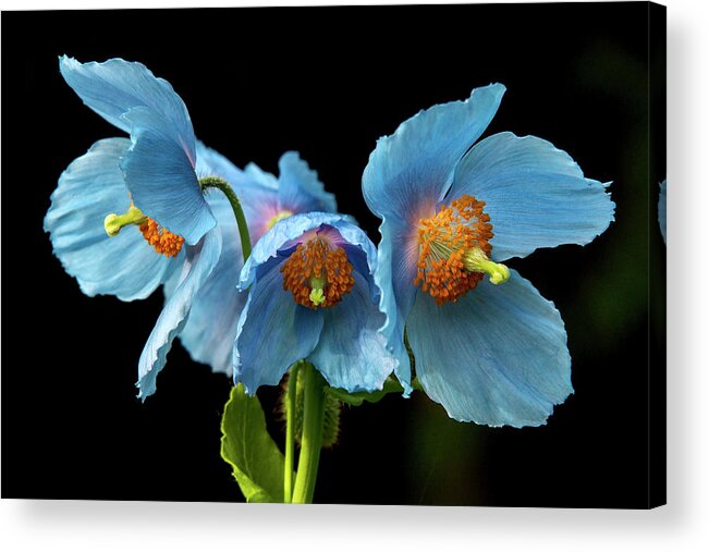 Himalayan Blue Poppies Acrylic Print featuring the photograph Blue Poppies #4 by Louise Tanguay