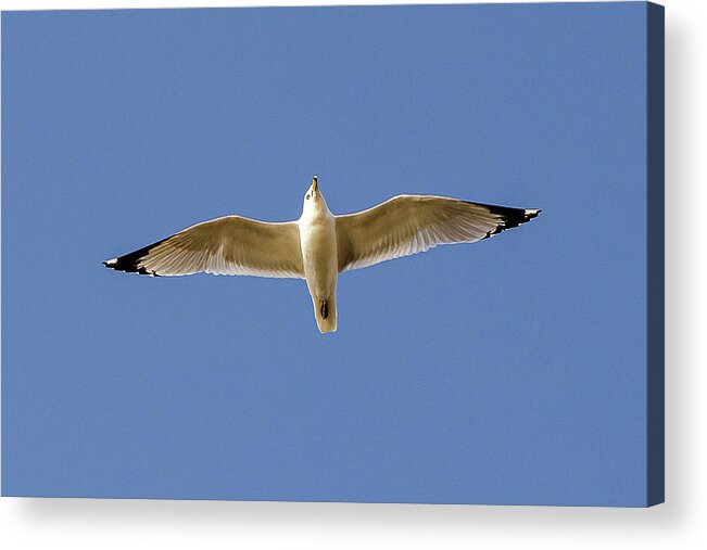 Larus Delawarensis Acrylic Print featuring the photograph Ring-billed Gull in flight #5 by SAURAVphoto Online Store
