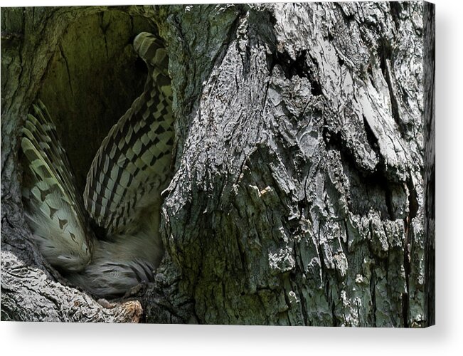 Feather Pattern Acrylic Print featuring the photograph Feather Pattern by Puttaswamy Ravishankar