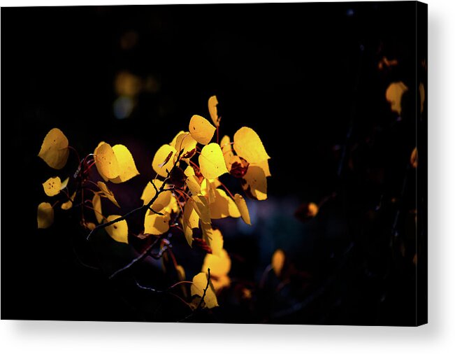 Co Acrylic Print featuring the photograph Aspens in sunlight by Doug Wittrock