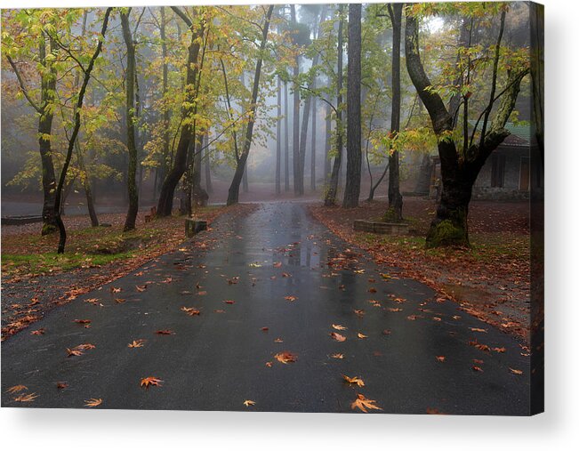 Autumn Acrylic Print featuring the photograph Autumn landscape with trees and Autumn leaves on the ground after rain by Michalakis Ppalis
