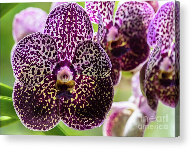 Ascda Kulwadee Fragrance Acrylic Print featuring the photograph Spotted Vanda Orchid Flowers #7 by Raul Rodriguez